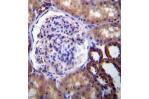 Immunohistochemistry analysis in formalin fixed and paraffin embedded human kidney tissue reacted with FUT6 Antibody (N-term) followed by peroxidase conjugation of the secondary antibody and DAB staining. (FUT6 anticorps  (N-Term))