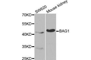 Western blot analysis of extracts of various cell lines, using BAG1 antibody. (BAG1 anticorps  (AA 1-230))