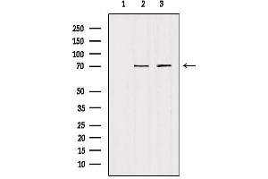 Western blot analysis of extracts from various samples, using HGFAC Antibody.