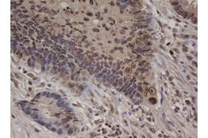 Image no. 1 for anti-Jun Proto-Oncogene (JUN) antibody (ABIN1498937)