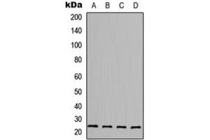 Western blot analysis of FGF6 expression in MCF7 (A), HepG2 (B), Raw264. (FGF6 anticorps  (C-Term))