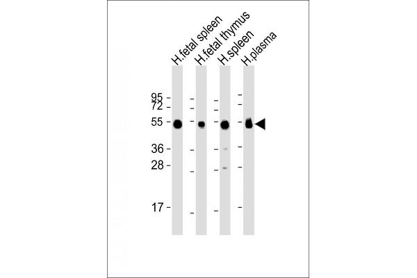 IGHG1 anticorps  (AA 154-180)