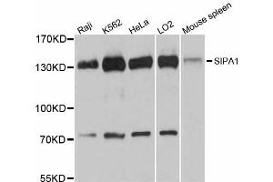 Western blot analysis of extracts of various cell lines, using SIPA1 antibody (ABIN5998810) at 1:3000 dilution. (SIPA1 anticorps)
