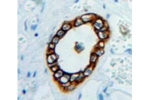 Used in DAB staining on fromalin fixed paraffin-embedded Kidney tissue