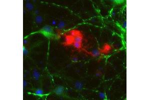 Indirect immunostaining of PFA fixed rat hippocampus neurons and oligodendrocytes with anti-CNP 1 (dilution 1 : 500; red) and rabbit anti-MAP 2 (ABIN1742387, dilution 1 : 1000; green). (Cnpase anticorps  (AA 1-420))