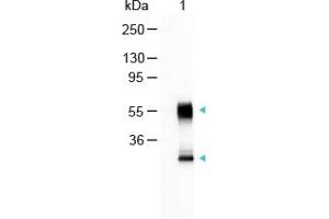 Image no. 1 for Goat anti-Mouse IgG (Whole Molecule) antibody (Alkaline Phosphatase (AP)) (ABIN300672) (Chèvre anti-Souris IgG (Whole Molecule) Anticorps (Alkaline Phosphatase (AP)))