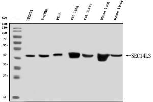 Western blot analysis of SEC14L3/TAP2 using anti-SEC14L3/TAP2 antibody (ABIN7601623). (SEC14L3 anticorps  (AA 4-400))
