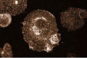 Immunofluorescent staining of Hs 766T cells. (RAS anticorps  (AA 1-190))