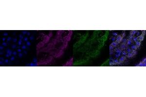 Immunohistochemistry (IHC) image for anti-Coiled-Coil Domain Containing 153 (CCDC153) antibody (ABIN7456016) (CCDC153 anticorps)