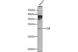 Western blot analysis of extracts of MCF7 cells, using CGB Rabbit pAb (ABIN6129262, ABIN6138471, ABIN6138472 and ABIN6216035) at 1:1000 dilution.
