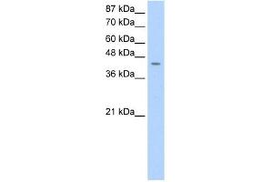 WB Suggested Anti-HOMER1 Antibody Titration:  0. (HOMER1 anticorps  (C-Term))
