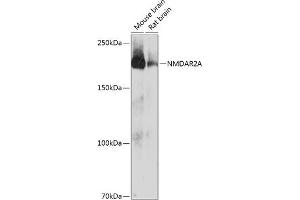 Western blot analysis of extracts of various cell lines, using NMDA antibody (ABIN7267420) at 1:1000 dilution. (NMDAR2A anticorps)