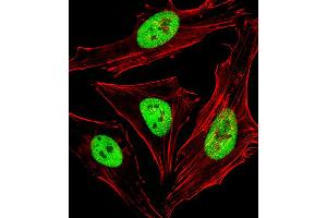 Fluorescent image of Hela cells stained with SAP30BP Antibody . (SAP30BP anticorps  (AA 160-188))