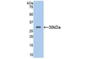Detection of Recombinant SIRT1, Mouse using Polyclonal Antibody to Sirtuin 1 (SIRT1) (SIRT1 anticorps  (AA 236-490))