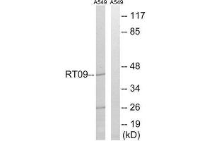 Western Blotting (WB) image for anti-Mitochondrial Ribosomal Protein S9 (MRPS9) (Internal Region) antibody (ABIN1850534) (MRPS9 anticorps  (Internal Region))