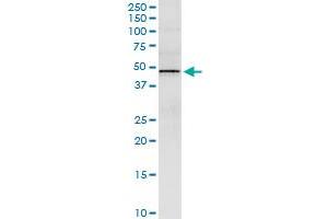 Immunoprecipitation of STYK1 transfected lysate using anti-STYK1 MaxPab rabbit polyclonal antibody and Protein A Magnetic Bead , and immunoblotted with STYK1 purified MaxPab mouse polyclonal antibody (B01P) .