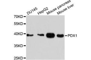 Western blot analysis of extracts of various cell lines, using PDX1 antibody. (PDX1 anticorps  (AA 1-100))
