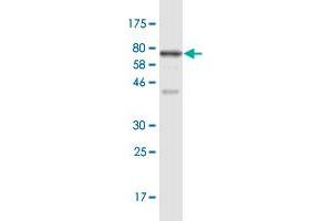 Western Blot detection against Immunogen (77. (RRP9 anticorps  (AA 1-475))