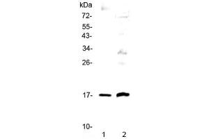 Western blot testing of 1) human A431 and 2) rat PC-12 cell lysate with Epigen antibody at 0. (Epigen anticorps)