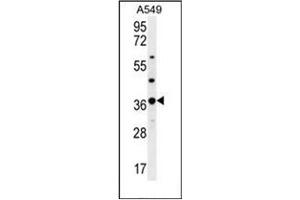 Western blot analysis of OR4M1 Antibody (C-term) in A549 cell line lysates (35ug/lane). (OR4M1 anticorps  (C-Term))