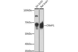Western blot analysis of extracts of various cell lines, using CRMP1 Rabbit mAb (ABIN7266468) at 1:1000 dilution. (CRMP1 anticorps)