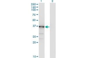Western Blot analysis of MAPK13 expression in transfected 293T cell line by MAPK13 monoclonal antibody (M06), clone 3D8. (MAPK13 anticorps  (AA 251-365))