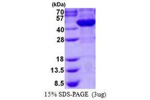 Image no. 1 for Arsenic (+3 Oxidation State) Methyltransferase (AS3MT) protein (His tag) (ABIN1098286)