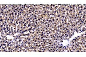 Detection of PRDX2 in Mouse Liver Tissue using Polyclonal Antibody to Peroxiredoxin 2 (PRDX2) (Peroxiredoxin 2 anticorps  (AA 6-164))