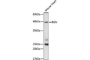 Western blot analysis of extracts of mouse heart cells, using BGN antibody (ABIN6127493, ABIN6137548, ABIN6137549 and ABIN6221449) at 1:1000 dilution. (Biglycan anticorps  (AA 38-368))