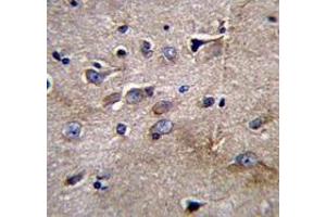 Immunohistochemistry analysis in human brain tissue (Formalin-fixed, Paraffin-embedded) using NFKBIL1  Antibody  (C-term), followed by peroxidase conjugated secondary antibody and DAB staining.