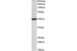 ABIN2562101 (0. (CYP24A1 anticorps  (Internal Region))