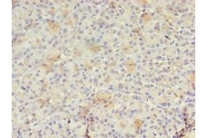 Immunohistochemistry of paraffin-embedded human pancreatic tissue using ABIN7167288 at dilution of 1:100