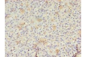Immunohistochemistry of paraffin-embedded human pancreatic tissue using ABIN7167288 at dilution of 1:100 (RAB3A anticorps  (AA 1-200))