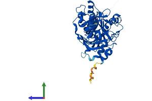 AlphaFold protein structure predicition of Human Recombinant DXO Protein, UniprotID O77932
