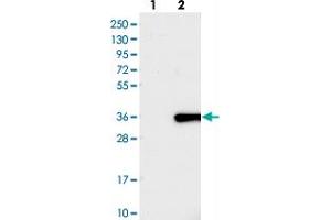 Western blot analysis of Lane 1: Negative control (vector only transfected HEK293T lysate), Lane 2: Over-expression Lysate (Co-expressed with a C-terminal myc-DDK tag (~3. (FAM167A anticorps)