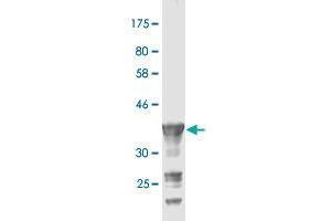 Western Blot detection against Immunogen (36. (PCDH20 anticorps  (AA 395-494))