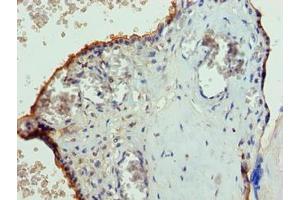 Immunohistochemistry of paraffin-embedded human placenta tissue using ABIN7147242 at dilution of 1:100 (PGS1 anticorps  (AA 110-400))