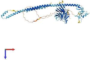 AlphaFold protein structure predicition of Human Recombinant TRIM16 Protein, UniprotID O95361