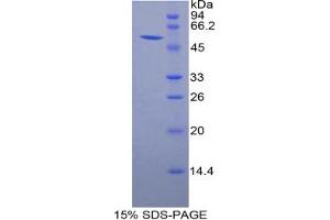 SDS-PAGE analysis of Rat Granzyme M Protein. (GZMM Protéine)