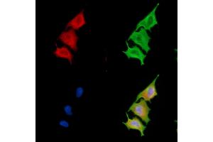 ABIN6264298 and ABIN6279665 staining  cells by IF/ICC. (PLD3 anticorps  (C-Term))