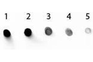 Dot Blot of Mouse IgG1 Secondary Antibody Alkaline Phosphatase Conjugated. (Lapin anti-Souris IgG1 (Heavy Chain) Anticorps (Alkaline Phosphatase (AP)))