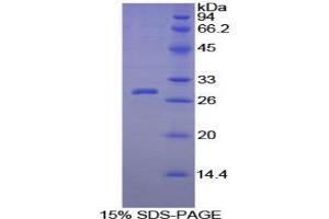 SDS-PAGE analysis of Guinea Pig C-Reactive Protein. (CRP Protéine)