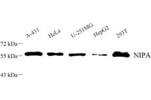 Western blot analysis of NIPA (ABIN7076278) at dilution of 1: 500 (ZC3HC1 anticorps)