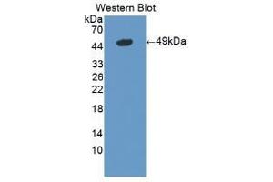 Detection of Recombinant LSR, Mouse using Polyclonal Antibody to Lipolysis Stimulated Lipoprotein Receptor (LSR) (LSR anticorps  (AA 35-205))