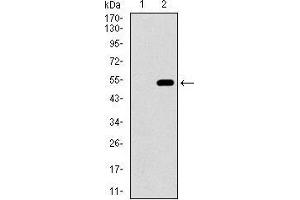 Western blot analysis using CD33 mAb against HEK293 (1) and CD33 (AA: 15-237)-hIgGFc transfected HEK293 (2) cell lysate.
