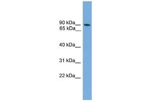 WB Suggested Anti-ZNF782 Antibody Titration: 0. (ZNF782 anticorps  (N-Term))