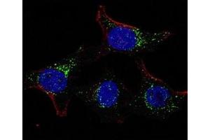 Fluorescent confocal image of HeLa cells stained with PDK4 antibody. (PDK4 anticorps  (AA 382-410))