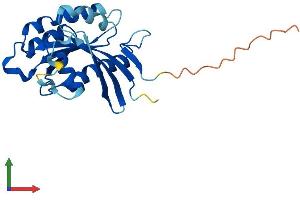 AlphaFold protein structure predicition of Human Recombinant RAB39A Protein, UniprotID Q14964