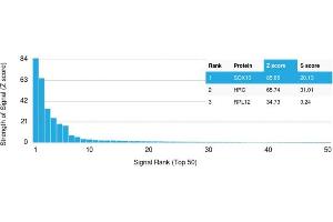 Analysis of Protein Array containing more than 19,000 full-length human proteins using SOX10 Mouse Monoclonal Antibody (SOX10/992).