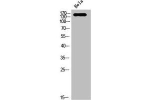 Western Blot analysis of HELA cells using Phospho-Trk C (Y516) Polyclonal Antibody